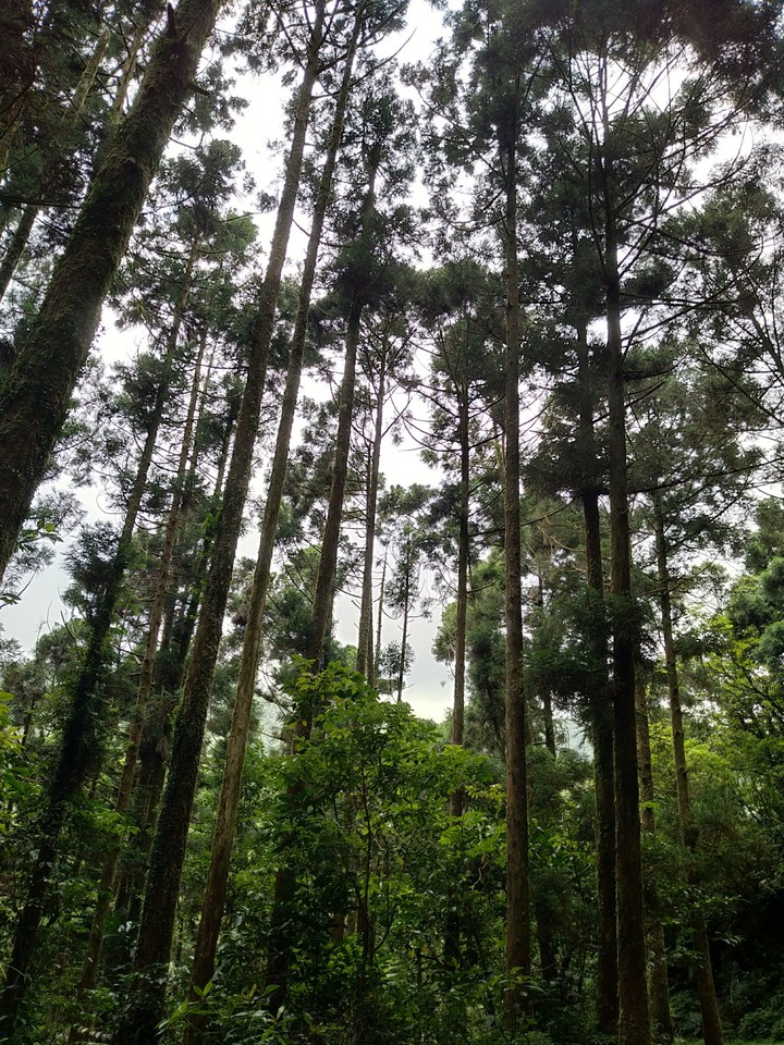 幽靜的淡蘭古道