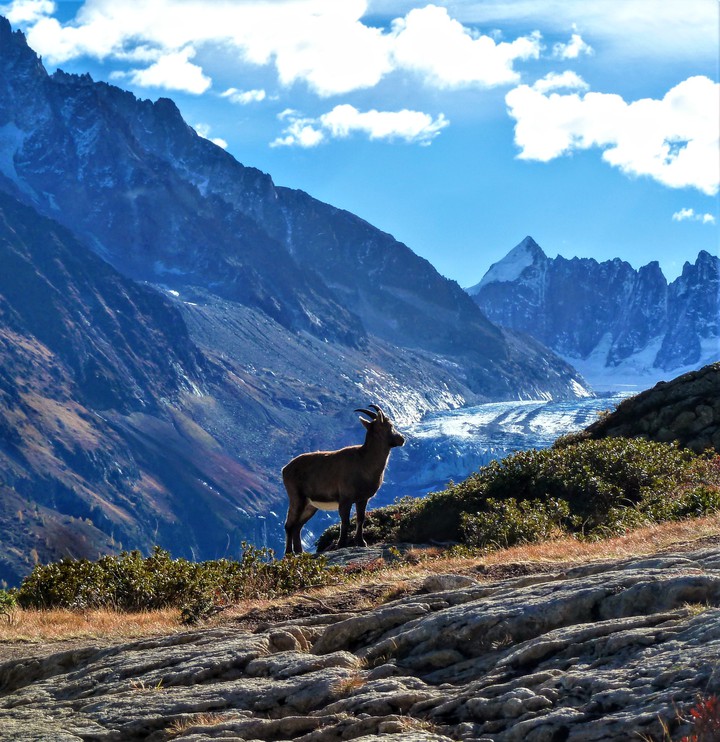 Chamois