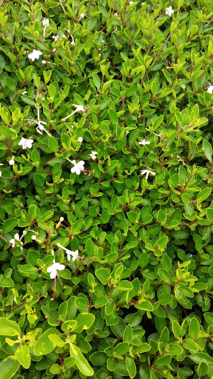 leaves