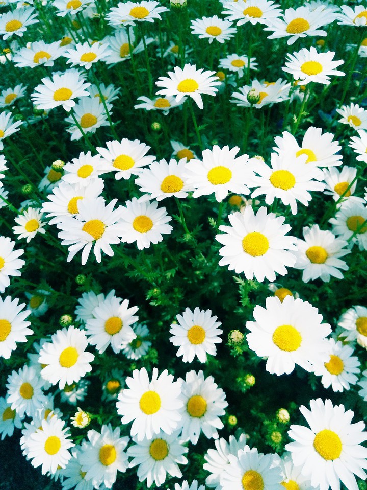 mini marguerite