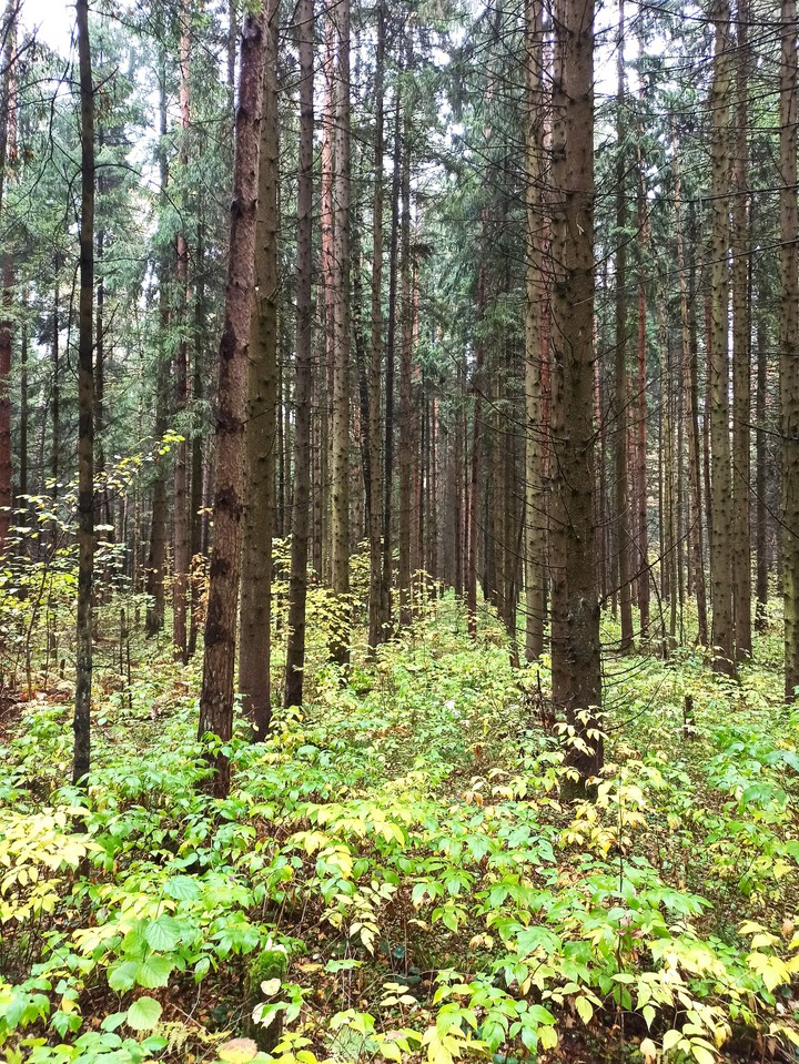 Forest