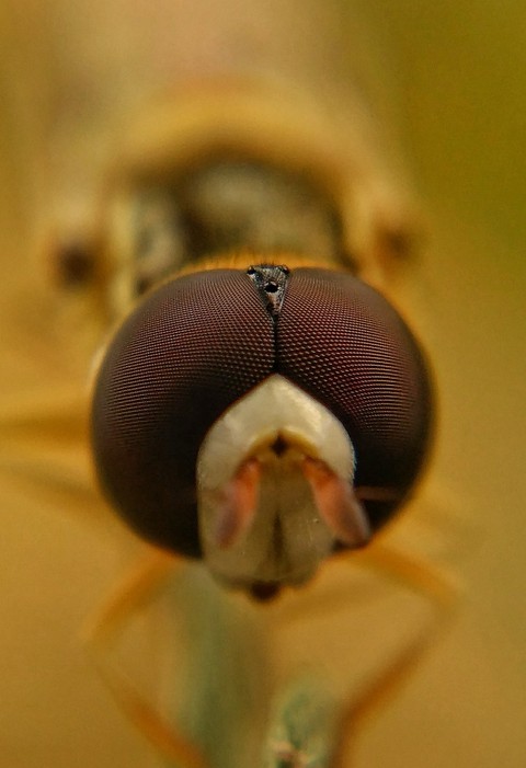 eye of the fly