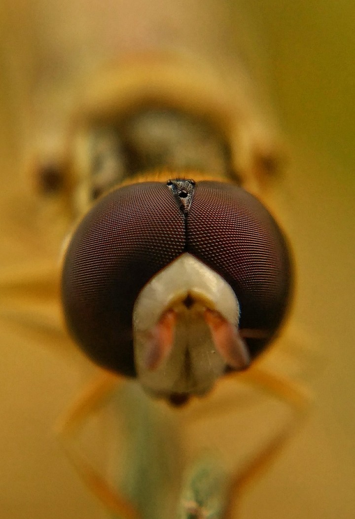 eye of the fly