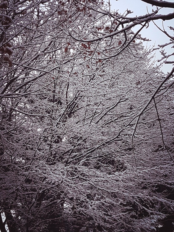 Winter Wonderland
