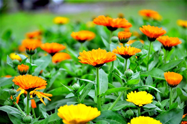 flowers