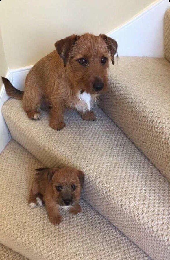 dwo dogs