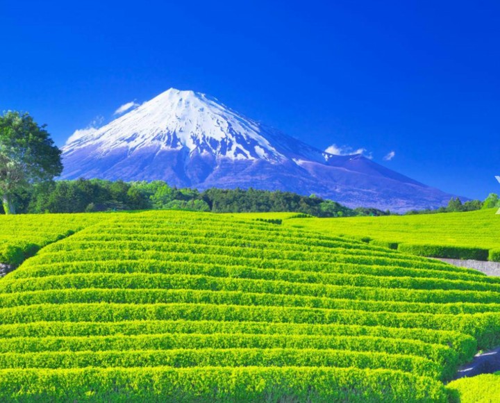 Mt Fuji & green tea fields