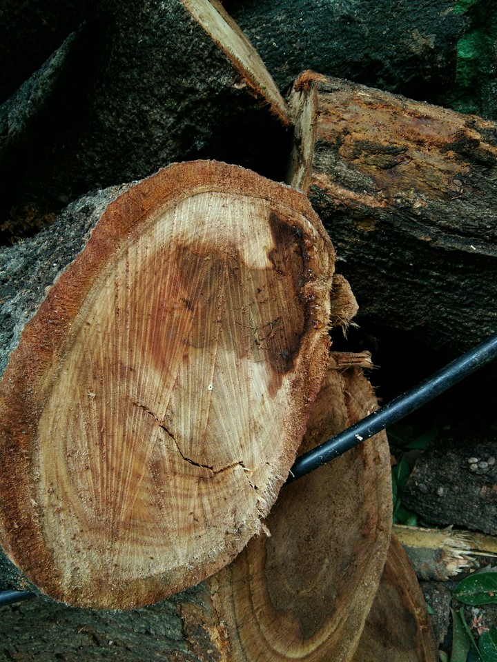 Tree Log