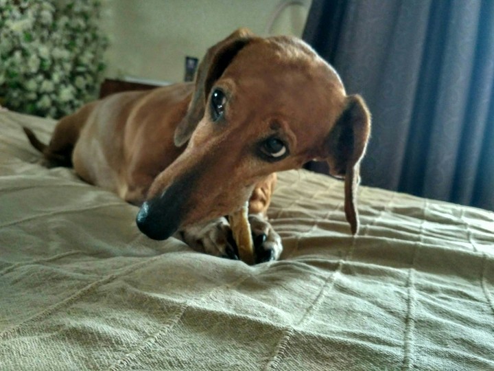 dachshund