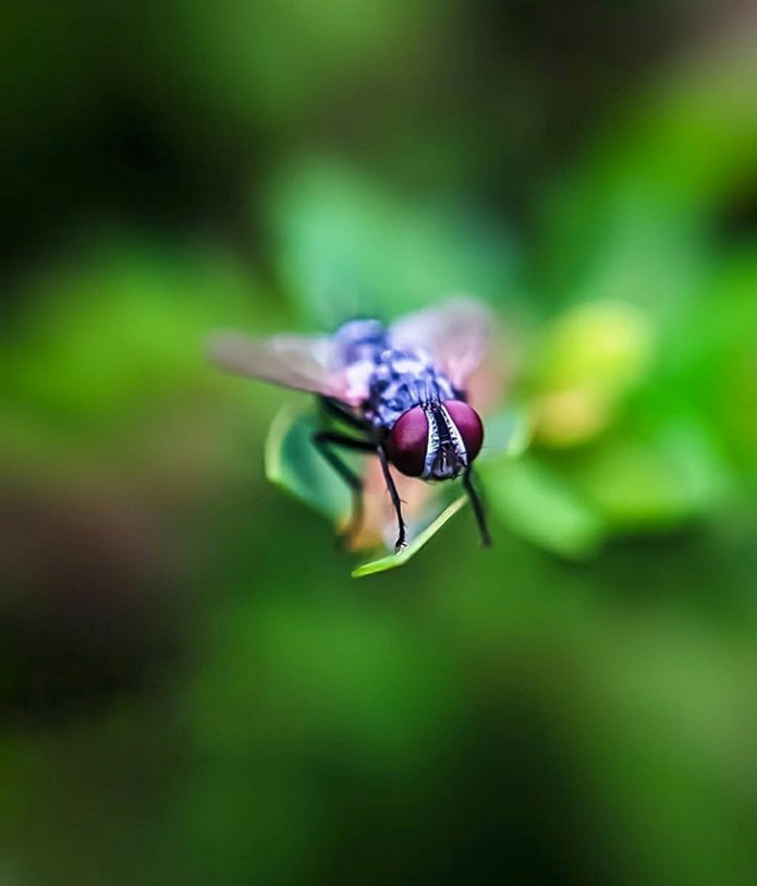 fly