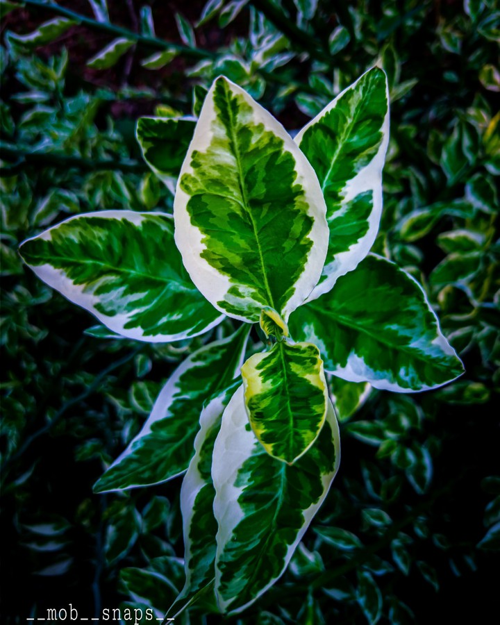 Leaf