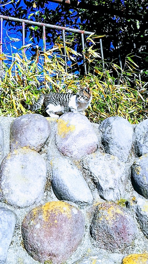 猫