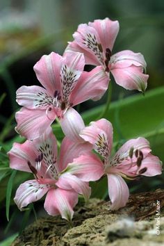 Pink orquídeas.