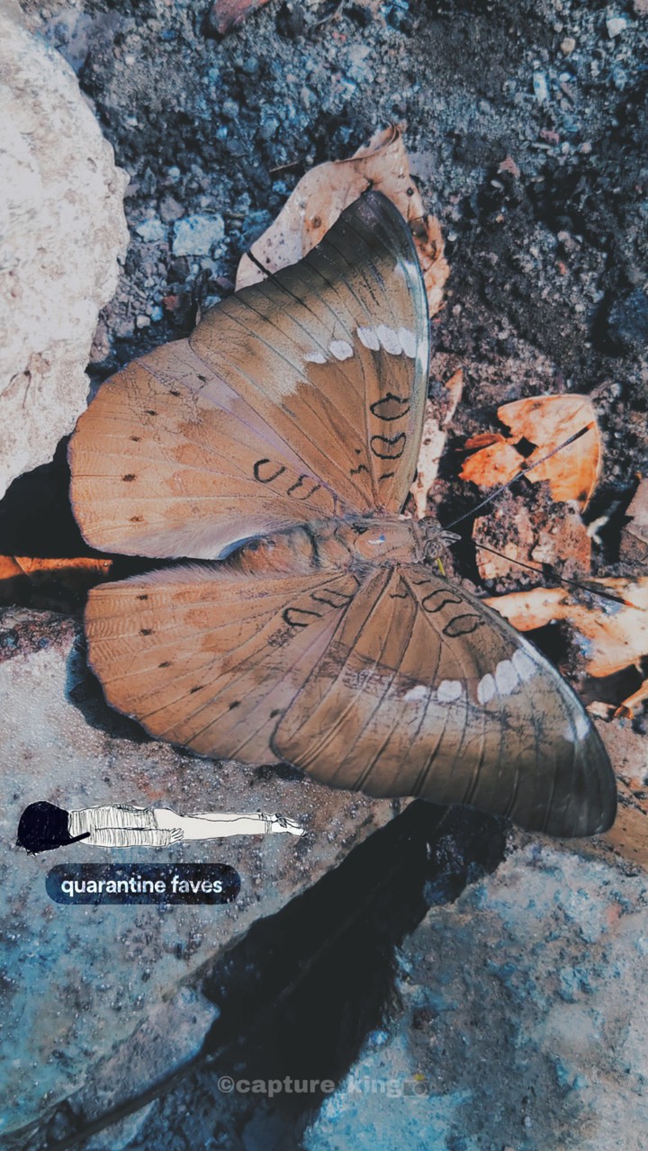 Butterfly