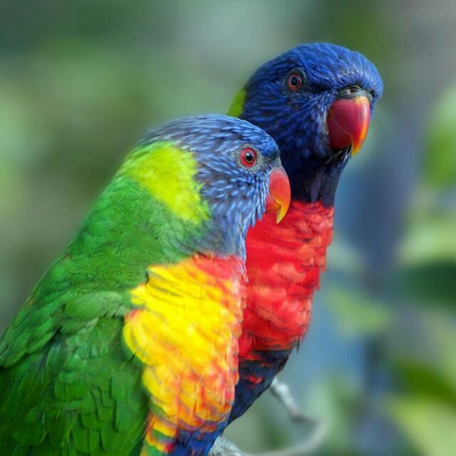 #The couple