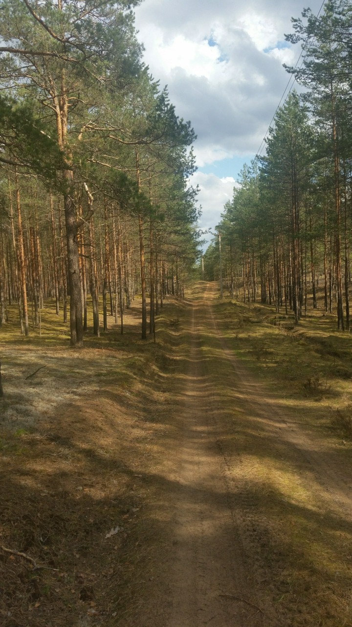 Лесная дорога
