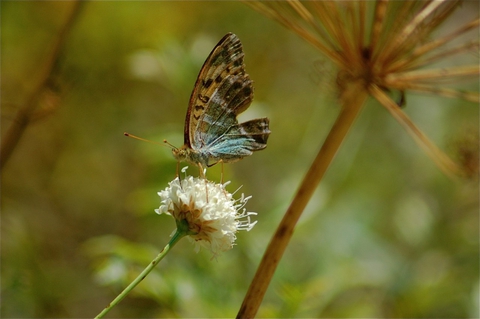 plant, wildlife wallpapers