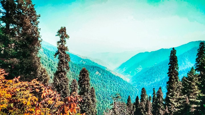 tress and hills 