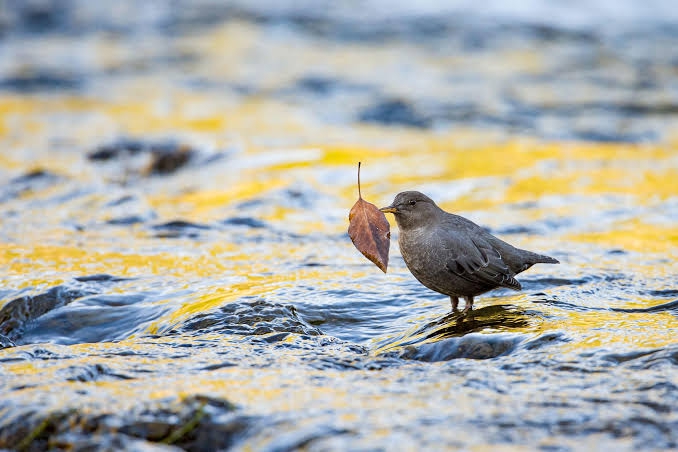 bird with leaf