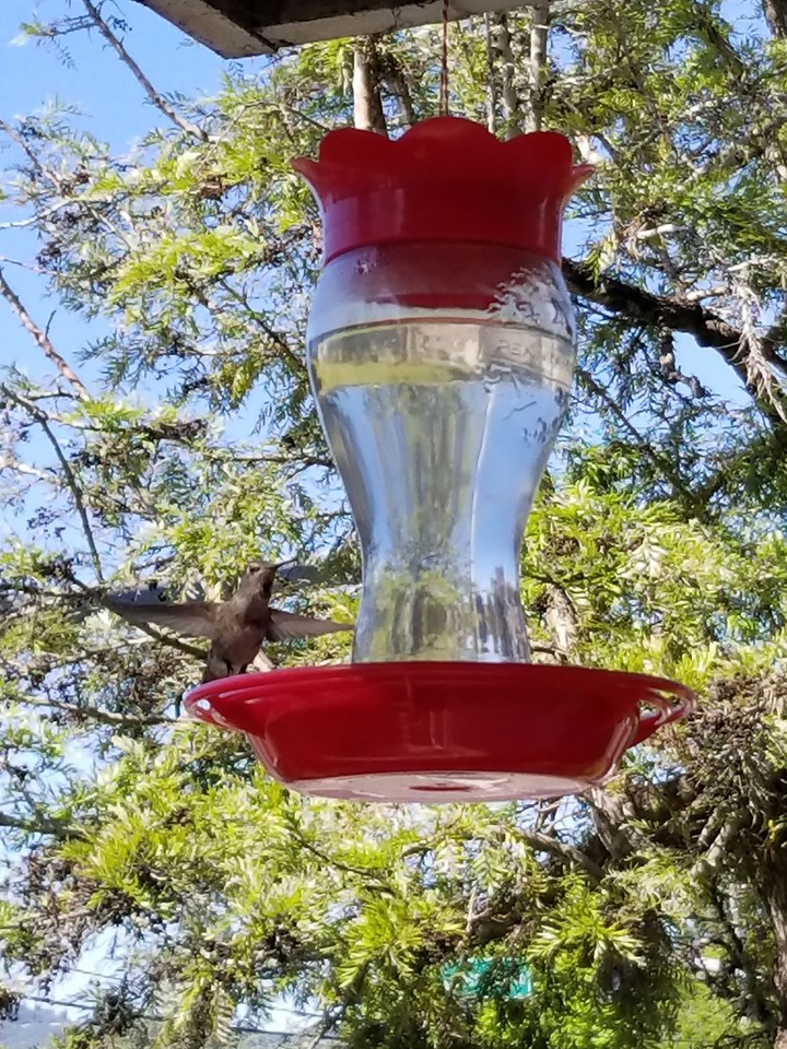 humming bird