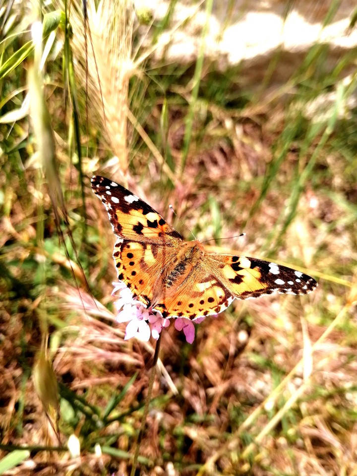 #butterfly