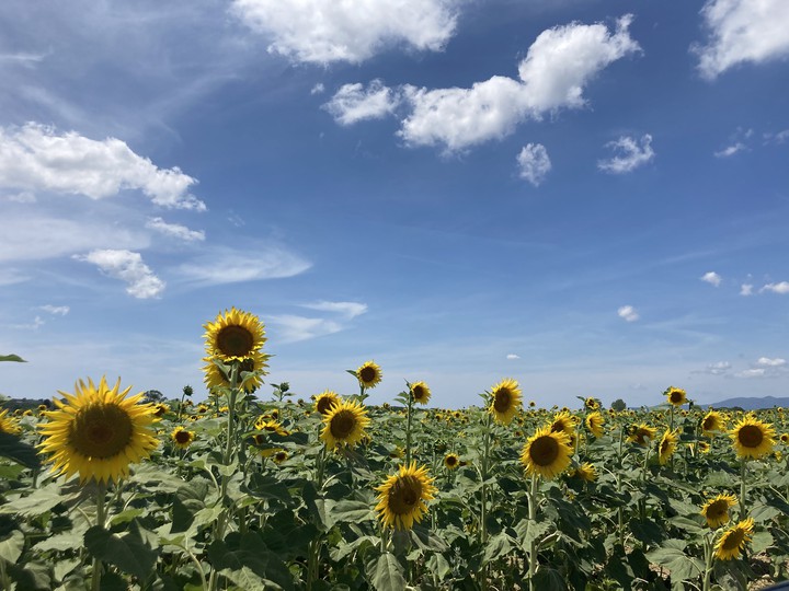 nature