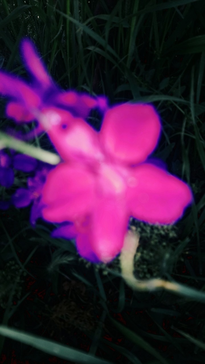 shine purble