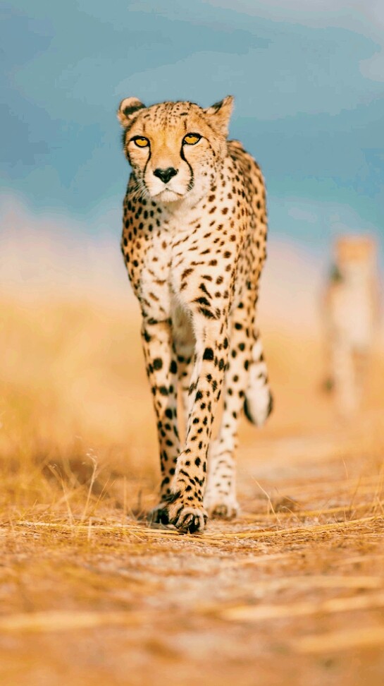 Gepard