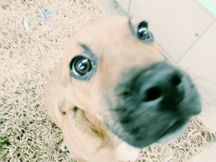 Dog