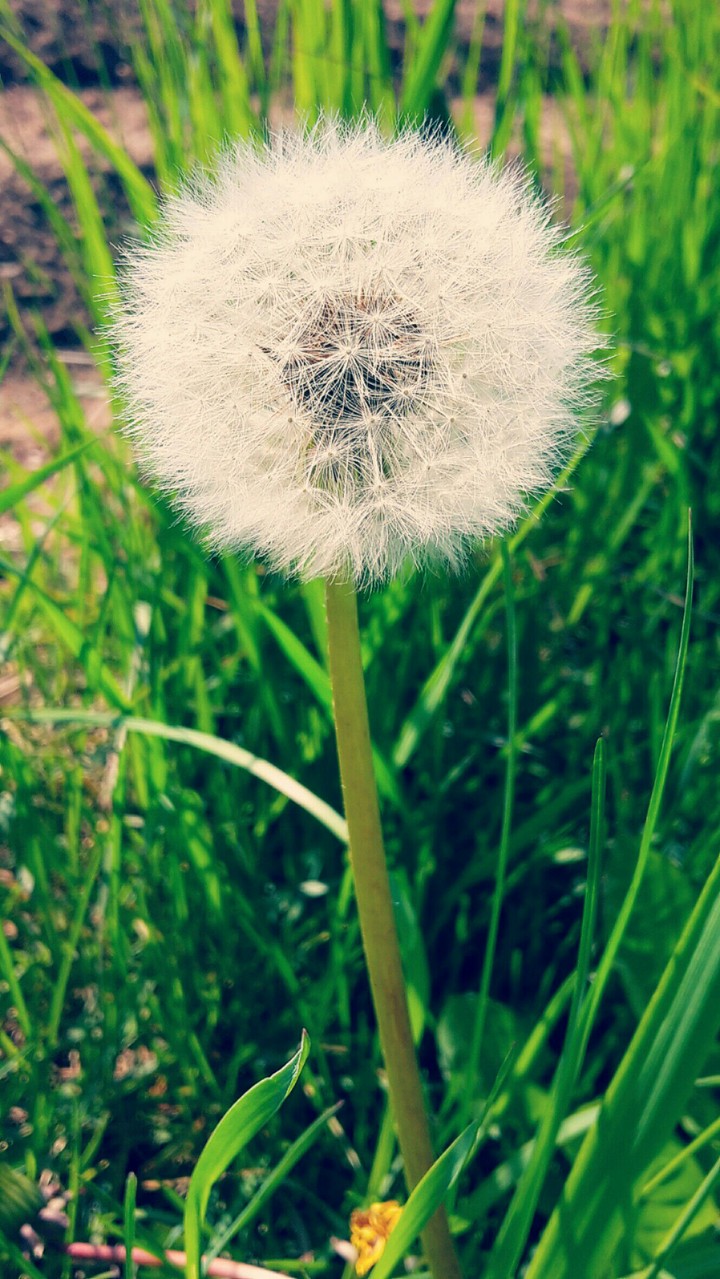 Blowball