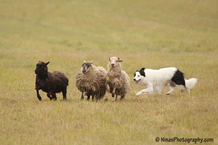 The Border Collie Because There Is No Better Dog