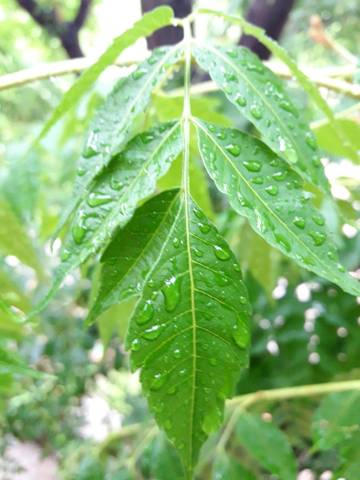 leaves
