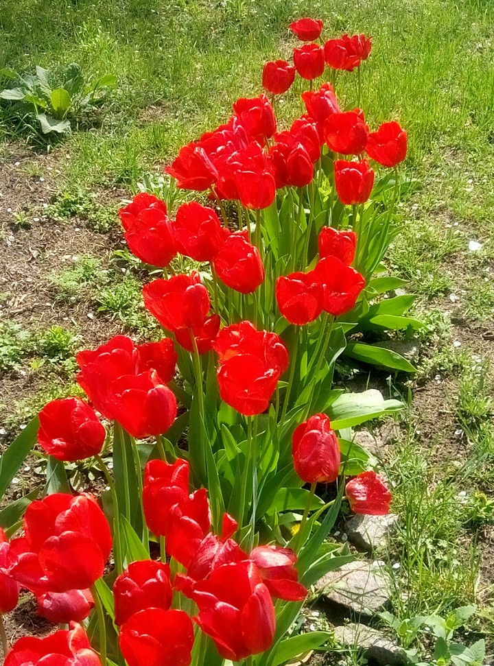 tulips ?