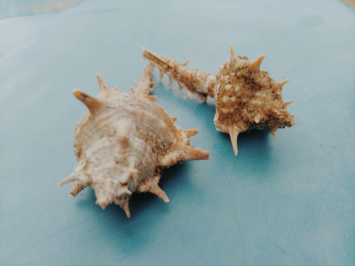 Sea shells