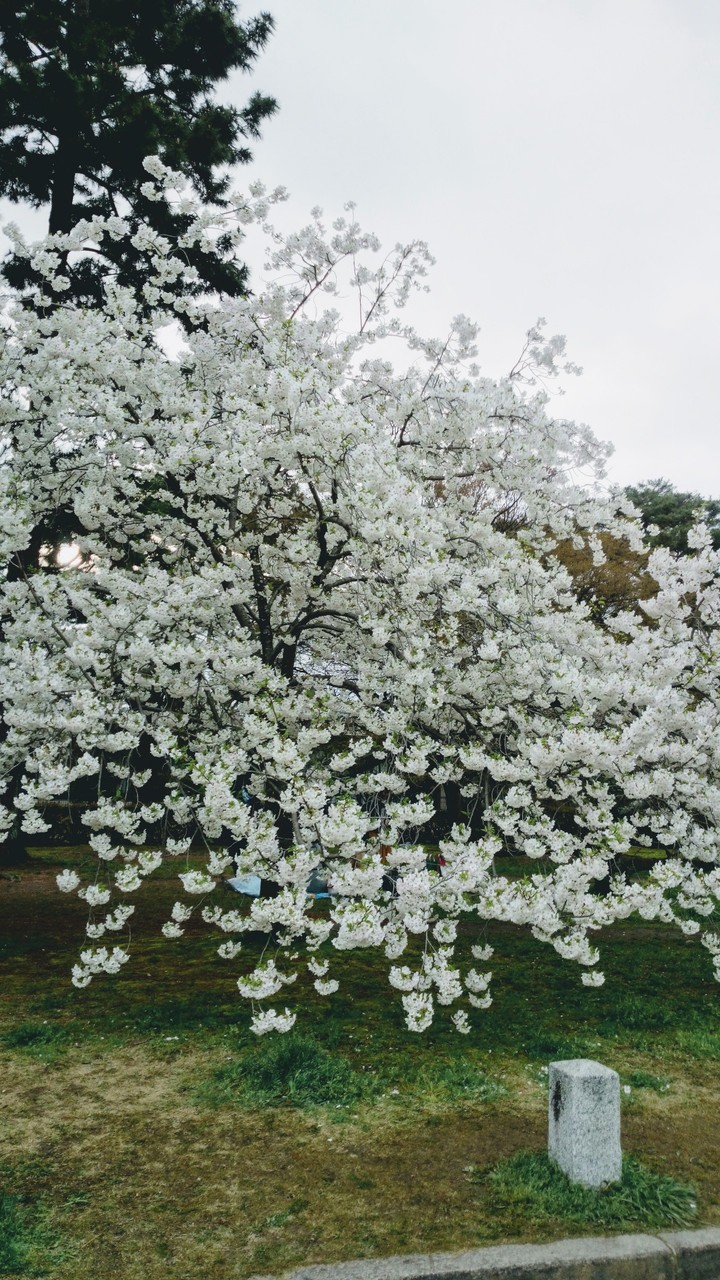 cherry blossom tree