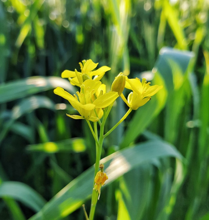 yellow flower