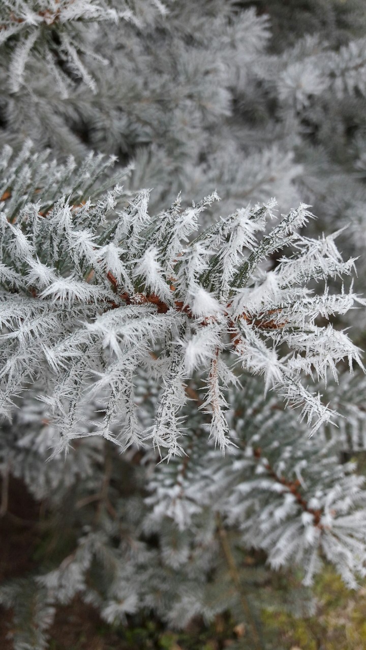 Winter fenyő