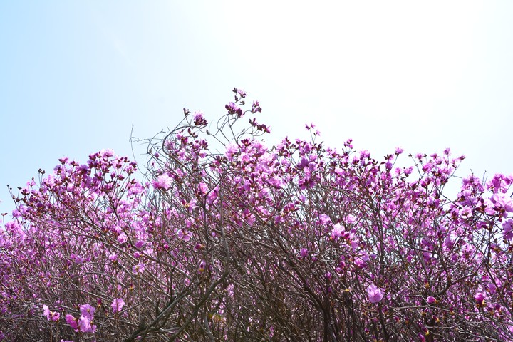 고려산의봄이미지