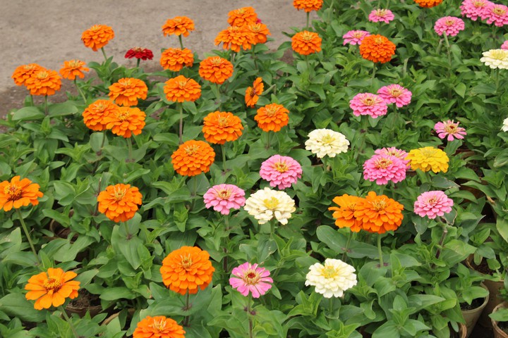 flowers??