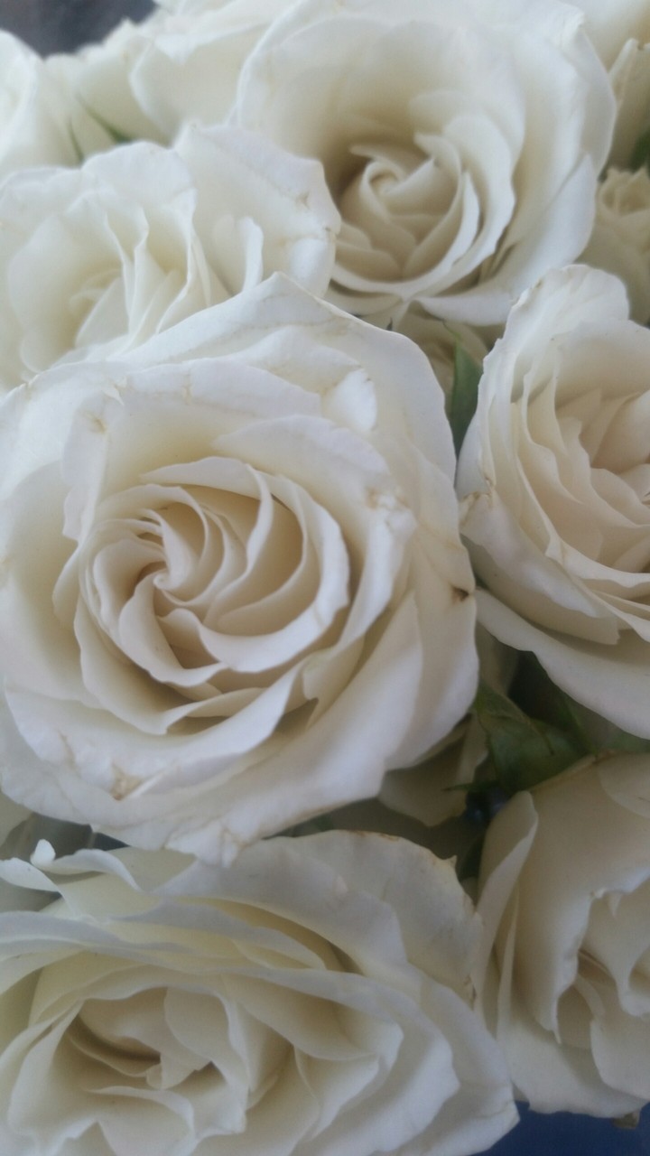 white roses