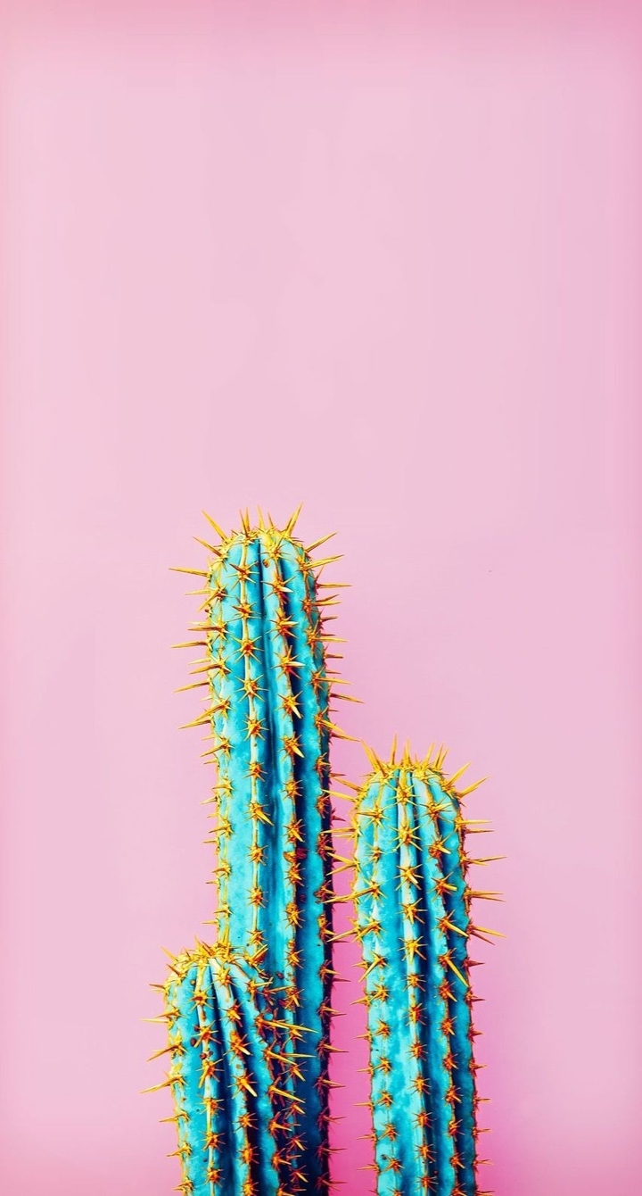 cactus gold