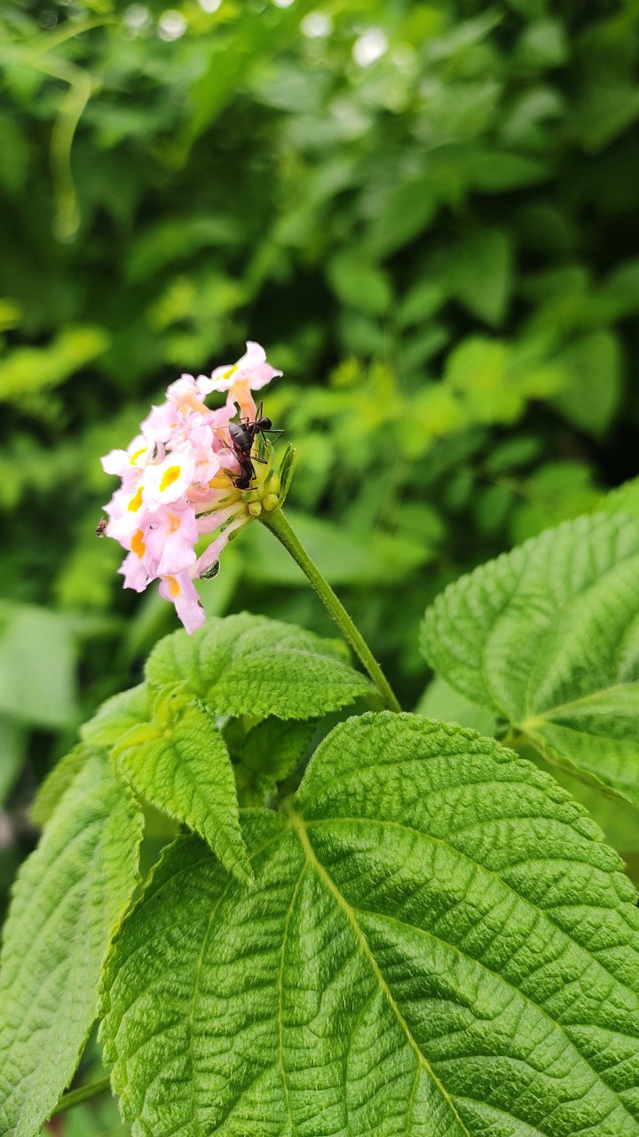 Flower