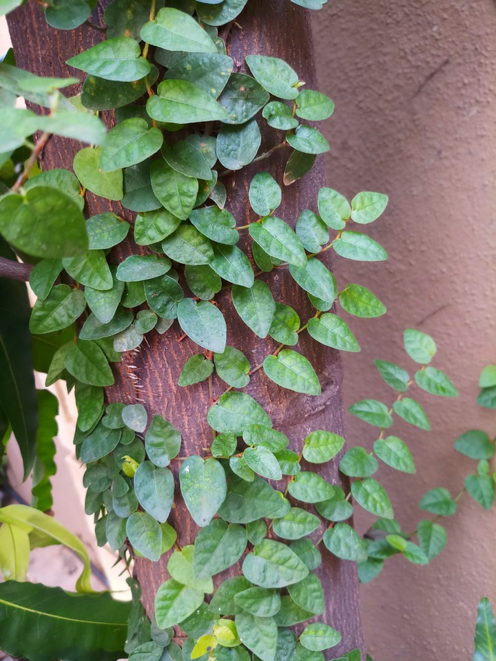 Creeper on Tree