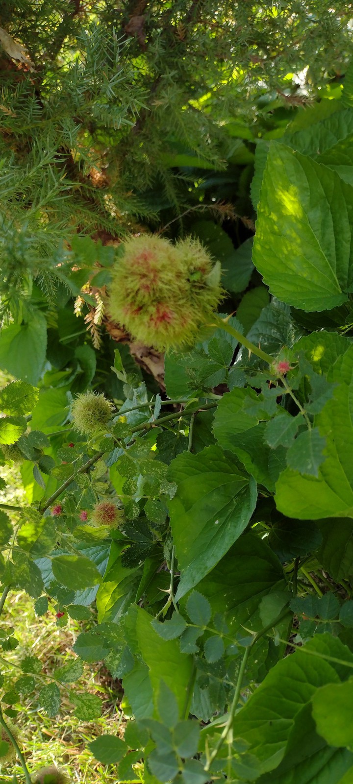 Robin's Pincushion