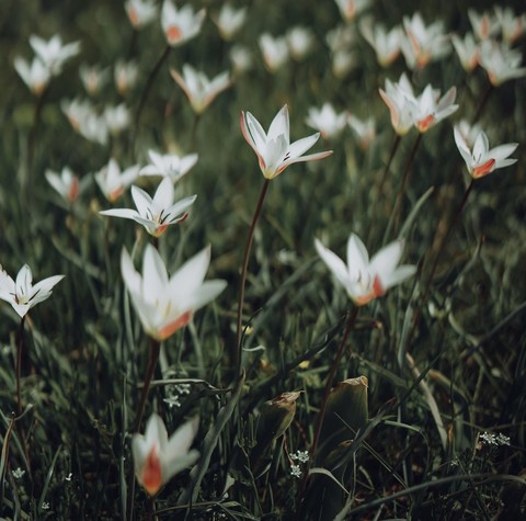 flower, pedicel Hintergrundbilder