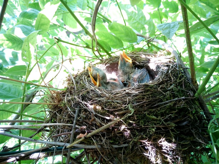 bird nest