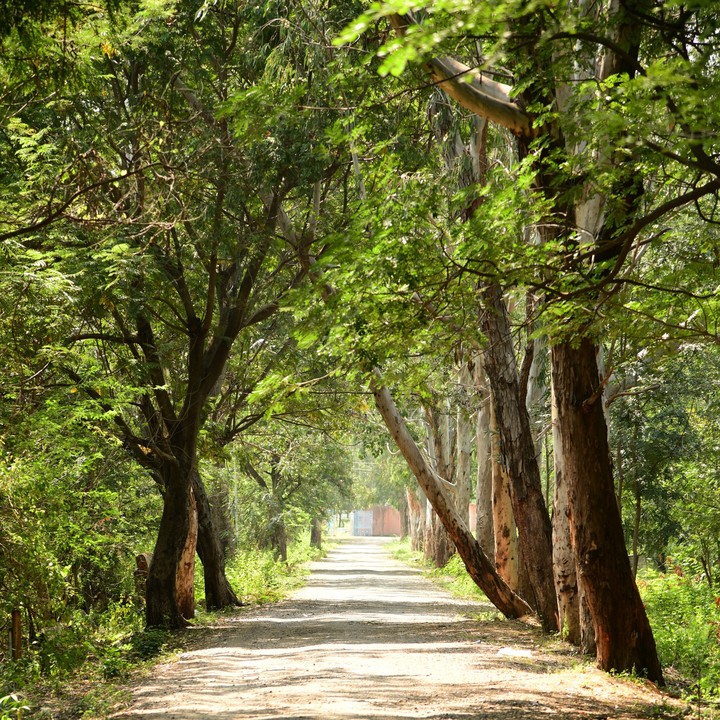 Follow/Lead The Path