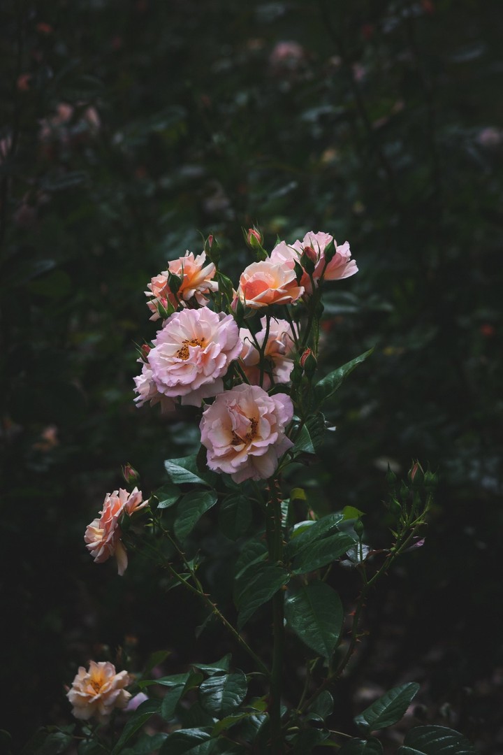 nature
