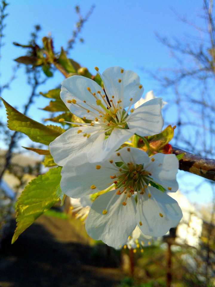 природа