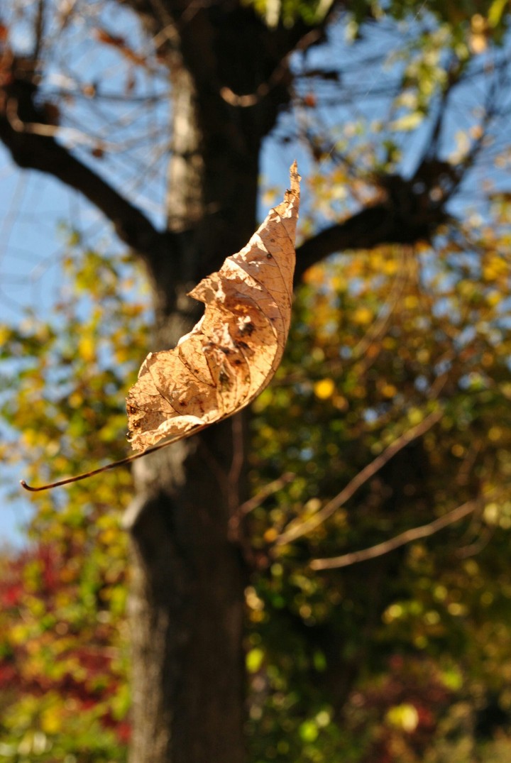 Foglie al vento